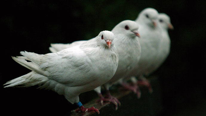 Doves (Reuters)