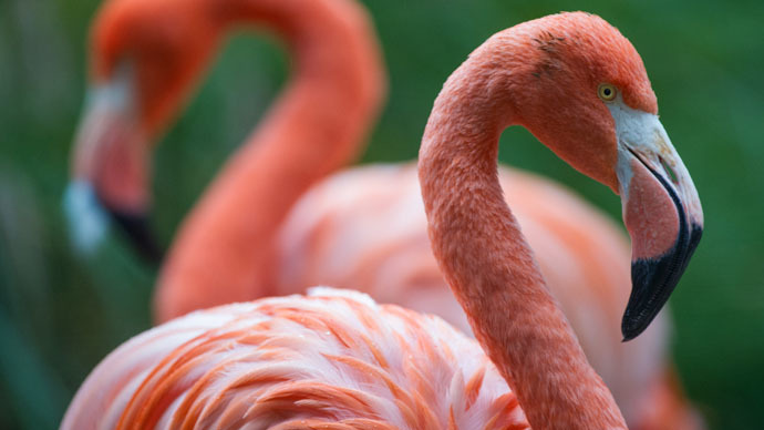 Flamingoes 'closely related to pigeons': Scientists form 'most reliable' avian tree of life