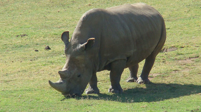 White rhino on verge of extinction: Second-last male dies
