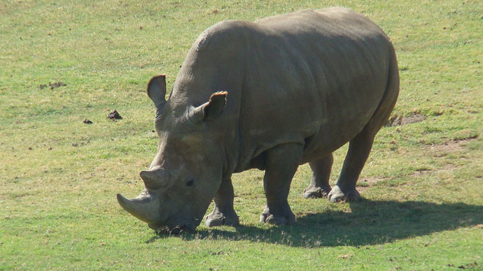 White rhino on verge of extinction: Second-last male dies