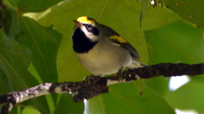 'Bird has flown': Warblers predict tornadoes, escape before they hit, report shows