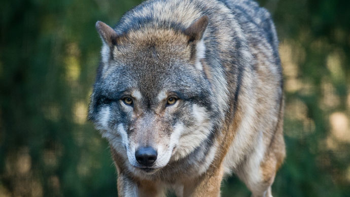 Thousands of wolves, bears and lynx striding Europe alongside humans
