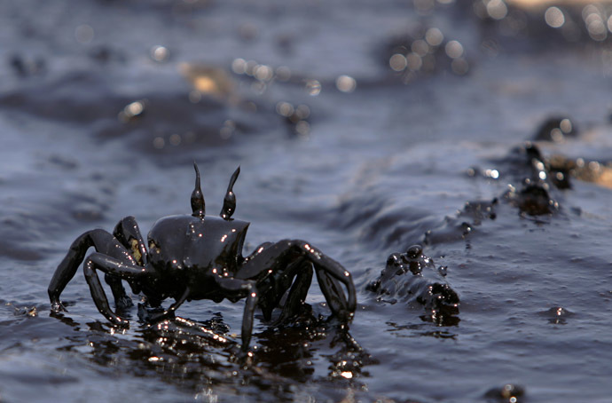 A crab covered in oil struggles towards the sea polluted with heavy fuel oil in Beirut 29 July 2006. (AFP Photo/Patrick Baz)