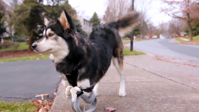 3D-printed legs make disabled dog learn joy of running (VIDEO)