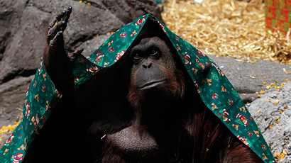US gov't halts biomedical research on chimpanzees