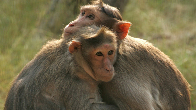 Medic monkey saves electrocuted pal at railway track in India (VIDEO)