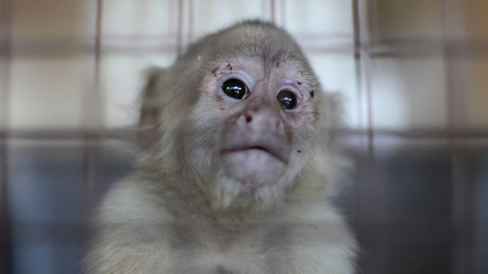 Texas lab faces fines, closure after 13 monkeys die from overheating