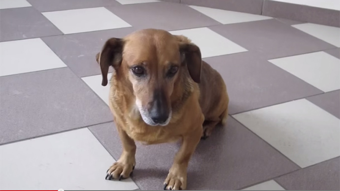 Siberian ‘Hachiko’ dog allowed to stay in hospital where owner died 1 yr ago