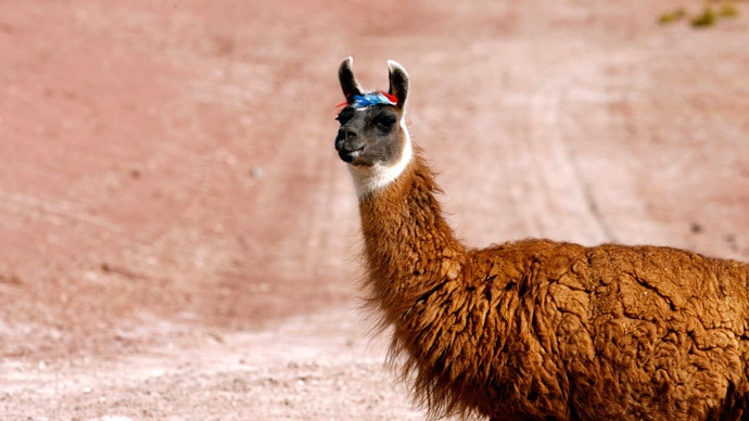 Llama on the lam: Furry fugitive escapes, hits the town in Greater Manchester