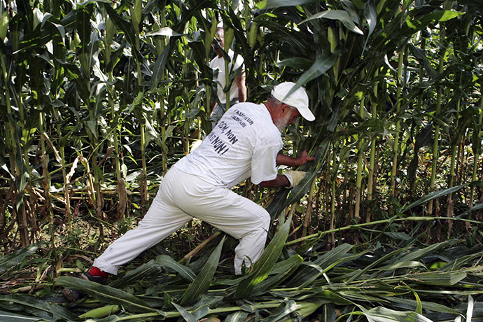 An Anti-GMO activist destroys genetically-modified corn in a field in Miradou near Toulouse in southeastern France. (Reuters/Georges Bartoli)