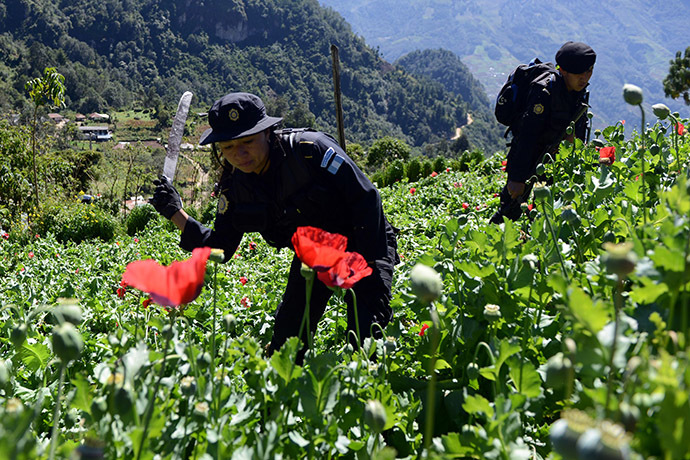 Police officers take part in an operation to destroy a poppy plantation. (AFP Photo/Johan Ordonez)