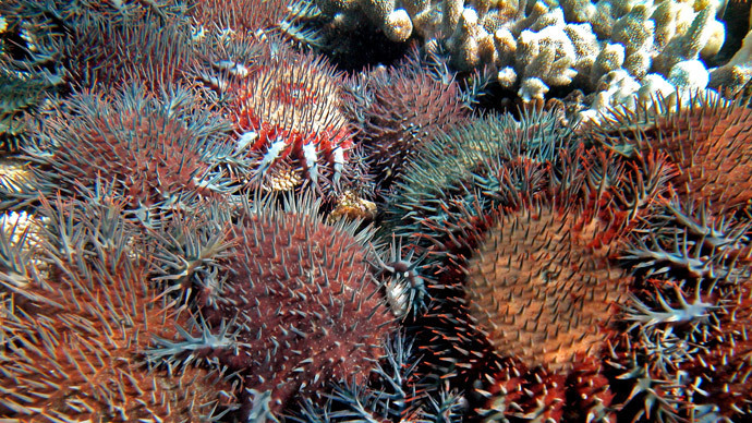 Coral eating starfish at Australia's Great Barrier Reef (AFP Photo / Katharina Fabricius / Australian Institute of Marine Science)