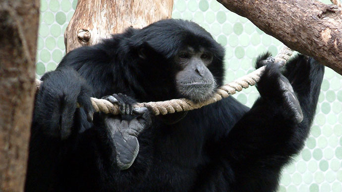 Auckland zookeepers euthanize celebrity TV gibbon