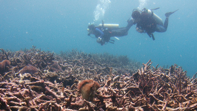 ancient underwater forest