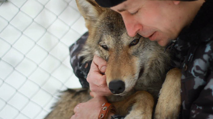 Meet Hanti, my pet wolf: A walk on the wild side for Russian animal activist (VIDEO)