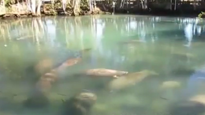 Nearly 300 manatees invade Florida wildlife park, shut it down (VIDEO)
