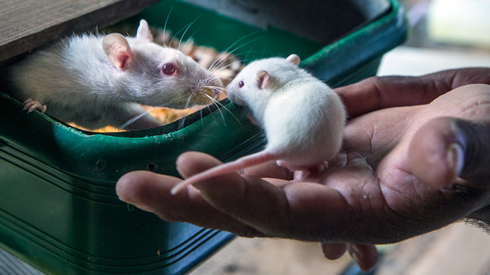 Shock therapy: Electric drug treatment can fight cocaine addiction in mice