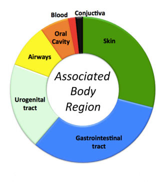 Detected bacteria were related to the most commonly associated body parts (Image from the study published in Cell Systems)