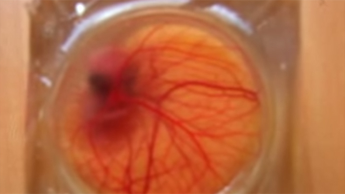 Scientists develop transparent eggshell to watch embryo grow (VIDEO)