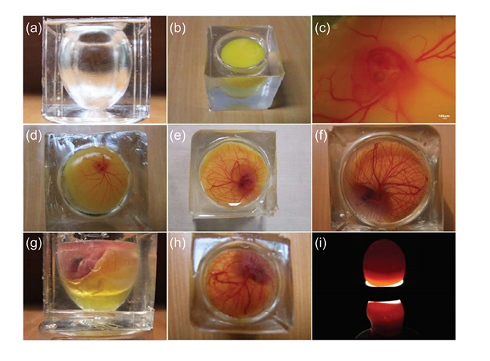 Incubation of an avian embryo with PDMS whole eggshell (Image from Science China Technological Sciences journal)