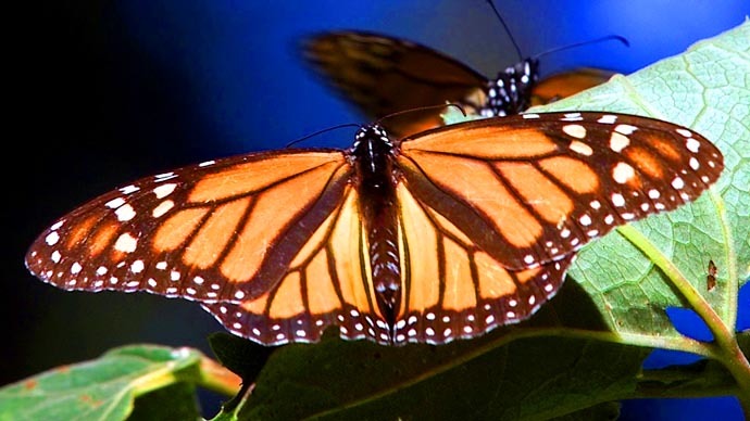 Monsanto monarch massacre: 970 million butterflies killed since 1990