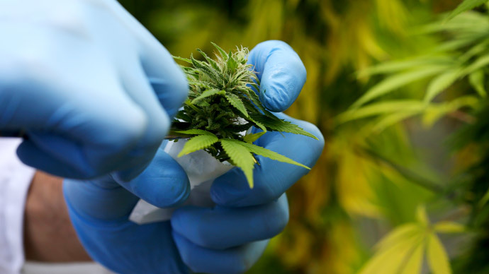 Kosher crop: Medical marijuana may get Orthodox Jewish approval in NY State