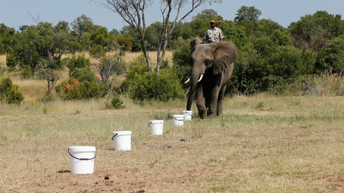 Trunk detective: Sniffer elephants trained by US Army to detect landmines