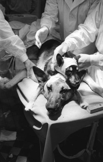 Transplantation of a dog-head in the GDR by Vladimir Demikhov on January 13, 1959. (Image from Wikipedia)