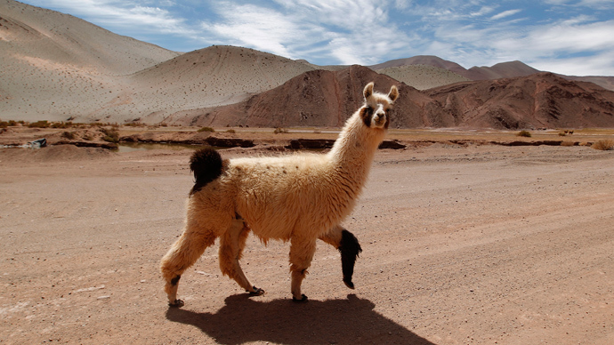 2 llamas on the run in Arizona transfix America (VIDEO)