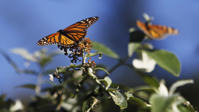 EPA sued over shrinking monarch butterfly population