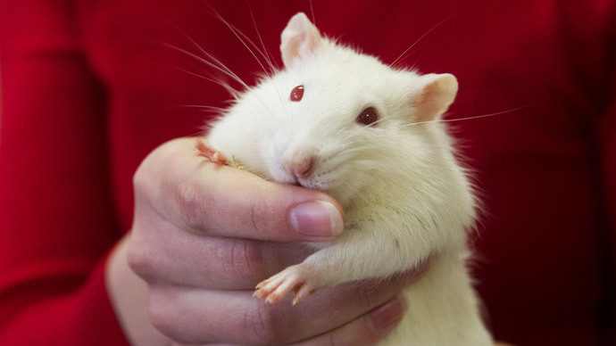 You scratch my back: Rats recognize kindness, repay favors