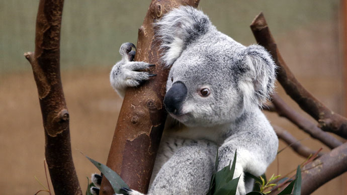 Koala cull: 700 endangered marsupials secretly slain by Australian authorities