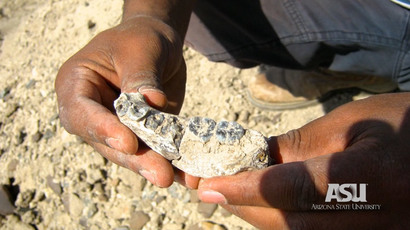 Missing link? African bones predate earliest-known humans by 400,000yrs