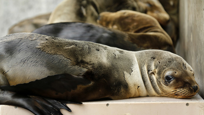 Starving & sick: Sea lion pups wash ashore in record numbers, global warming blamed