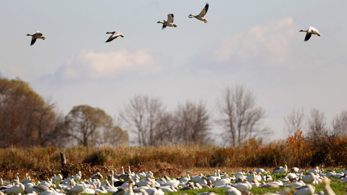 2,000 dead snow geese ‘basically… just fell out of the sky’ in Idaho