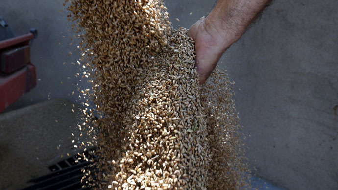 Gluten-free wheat? Research aims to create new grains amid rise of celiac disease