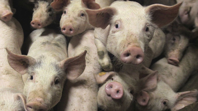 Meat demand sparks dramatic rise in antibiotic use – report