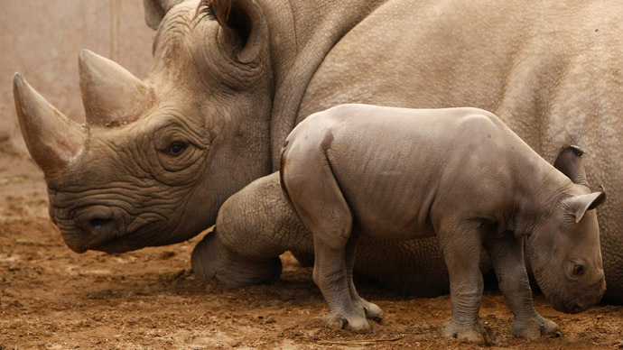 ​Endangered black rhino trophy can be imported, US wildlife agency says