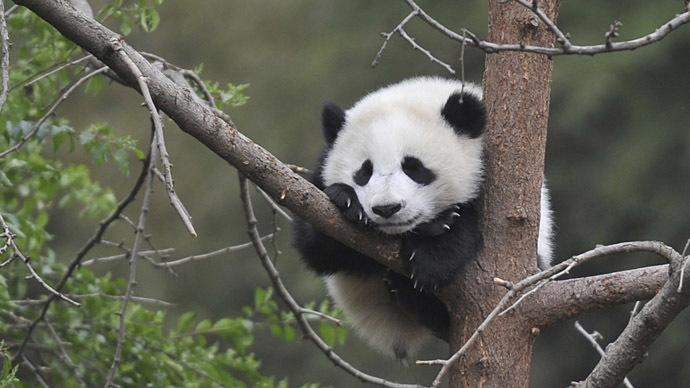 Pandas get lonely? Cuddly creatures enjoy social interaction, GPS research finds