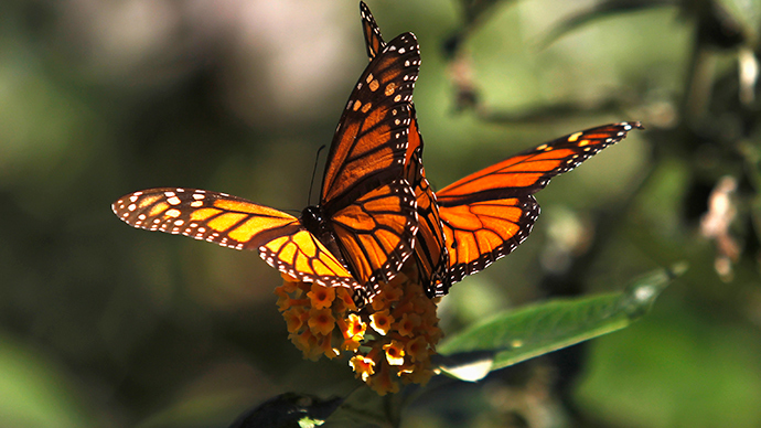 Monsanto pledges $4 million to help save monarch butterflies