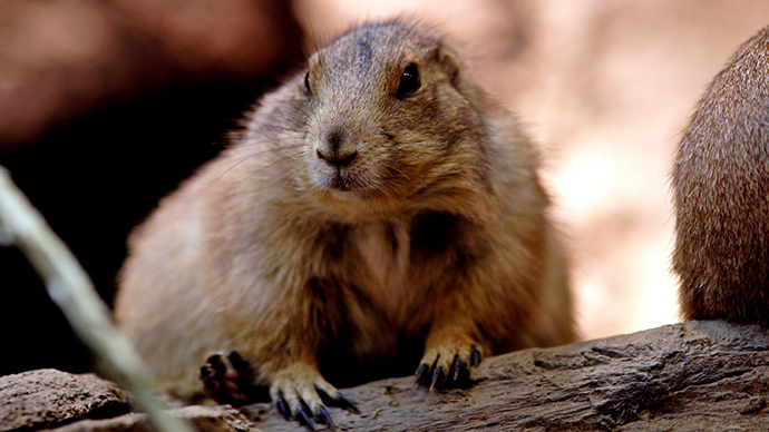 Bubonic plague found in Arizona after fleas infect prairie dog burrow