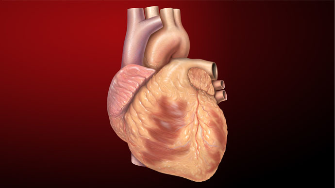 Scientists discover revolutionary method to regrow heart muscles