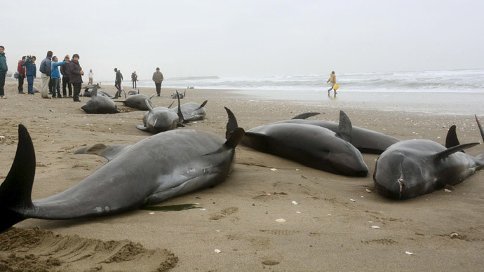150 dolphins feared dead after mass beaching in Japan (PHOTOS, VIDEO)