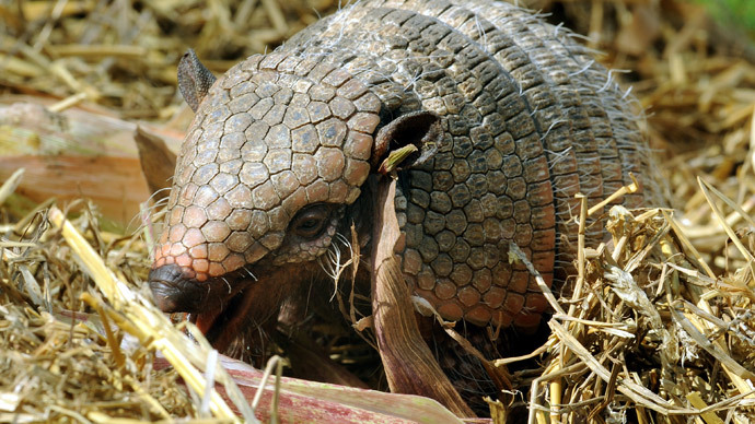 Shell shock: Shot meant for armadillo ricochets into mother-in-law