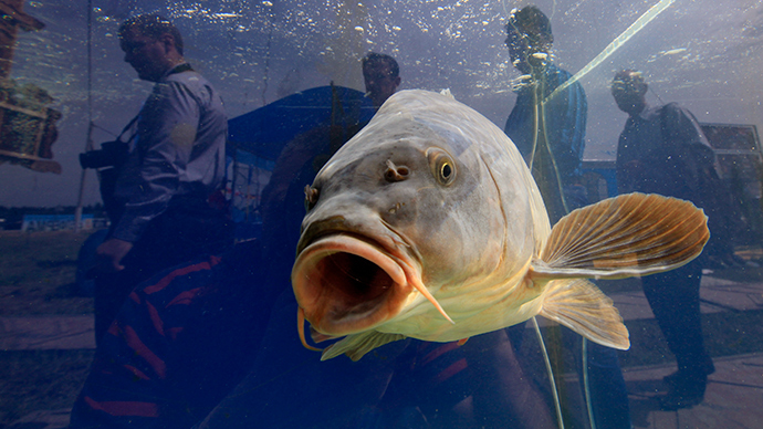 Fluke treatment kills many fish at Texas aquarium