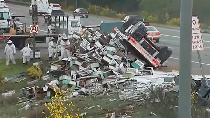 ‘Everybody’s been stung!’ Millions of bees released after Seattle highway crash (PHOTOS, VIDEO)