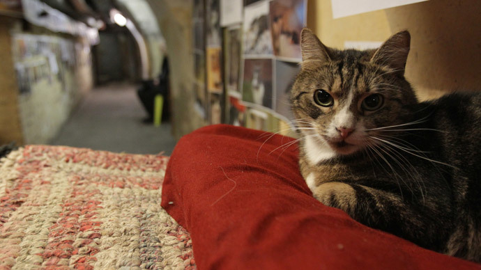 Fluffy troops: Hermitage gives away members of historic ‘cat guard’ (VIDEO)