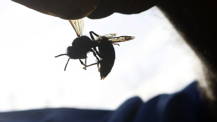 ​Bee-ware: ‘Very aggressive, deadly’ Asian hornets may be headed for UK