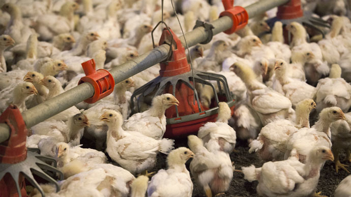 Chicken cull: 5.3mn hens to be slaughtered as huge bird flu outbreak reported in Iowa