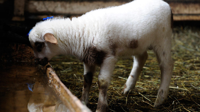 ​5-legged lamb born in Wales (VIDEO)